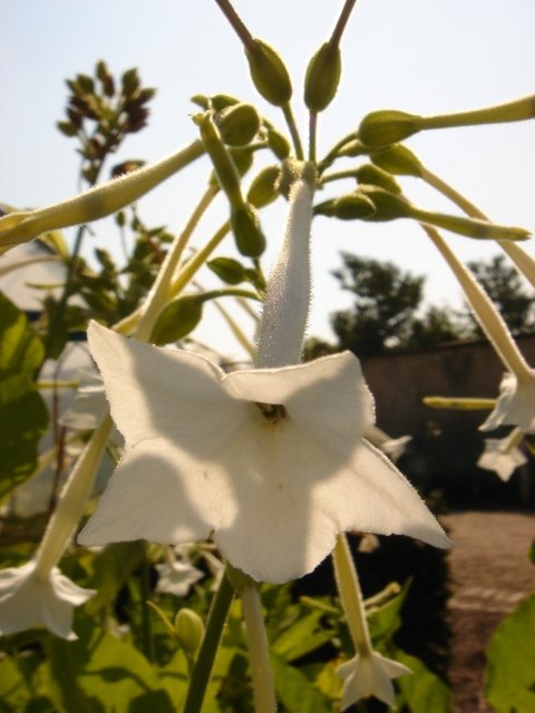 Nicotiana sylvestris